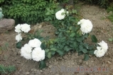 White Meidiland White Meidiland