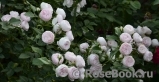 Hans Gonewein Rose Hans Gonewein Rose