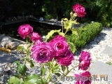 Scent of Woman ® Scent of Woman ®