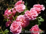 Tickled Pink Tickled Pink
