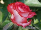 Blush Blush