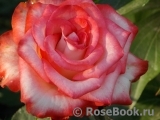 Blush Blush