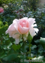 Johann Strauss Johann Strauss