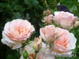 Johann Strauss Johann Strauss