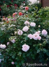Johann Strauss Johann Strauss