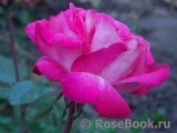 Rose Gaujard Rose Gaujard