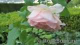 Johann Strauss Johann Strauss