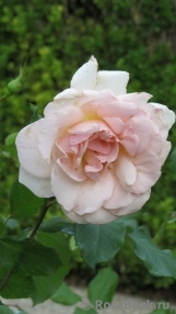 Johann Strauss Johann Strauss
