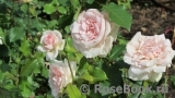 Johann Strauss Johann Strauss