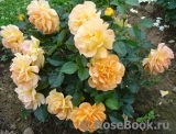 Goldelse Goldelse