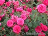 Rosemary Rose