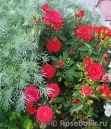 Baby Baccara ® Baby Baccara ®