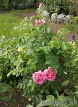 Princess Anne Princess Anne