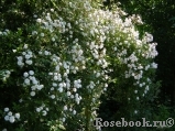 Paul’s Himalayan Musk Paul’s Himalayan Musk