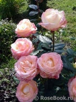 Belle Perle Belle Perle