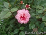 Augusta Luise Augusta Luise