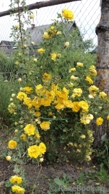 Persian Yellow Persian Yellow