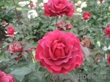 Macon Rouge