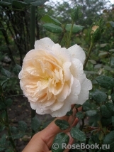 Crocus Rose® Crocus Rose®