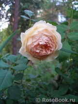 Crown Princess Margareta® Crown Princess Margareta®