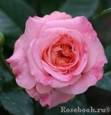 Augusta Luise Augusta Luise