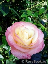 Belle Perle Belle Perle