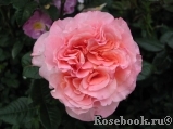 Augusta Luise Augusta Luise