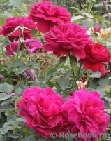 Darcey Bussell Darcey Bussell