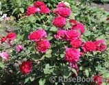 Darcey Bussell Darcey Bussell