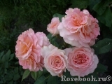 Augusta Luise Augusta Luise
