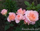 Augusta Luise Augusta Luise