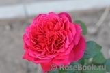Romanza Romanza