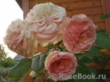 Mini Eden Rose Mini Eden Rose