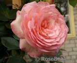 Mini Eden Rose Mini Eden Rose