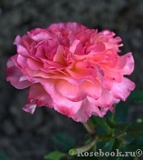 Augusta Luise Augusta Luise