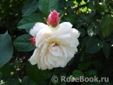 Generous Gardener, The