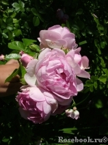 Jasmina Jasmina