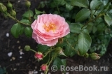 Strawberry Hill Strawberry Hill