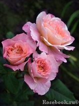Augusta Luise Augusta Luise