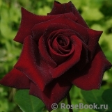 Schwarze Madonna Schwarze Madonna