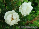 Double Scotch White Double Scotch White