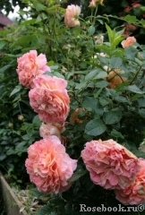 Augusta Luise Augusta Luise