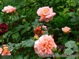 Augusta Luise Augusta Luise