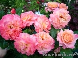 Augusta Luise Augusta Luise