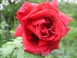 Red Parfum ® Red Parfum ®