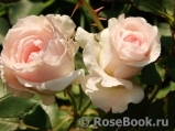 Morden Blush Morden Blush