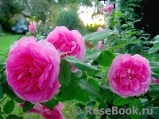 Gertrude Jekyll Gertrude Jekyll