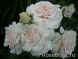 Great North Eastern Rose Great North Eastern Rose