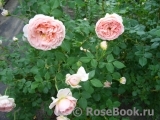 Abraham Darby Abraham Darby