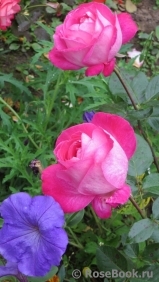 Rose Gaujard Rose Gaujard
